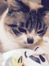 おやすみなさい(( _ _ ))..zzzZZ