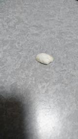 なんか出てきた…Σ(゜∀゜ノ)ノキャー