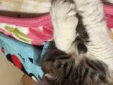 お休みします(｡??ω??｡)…