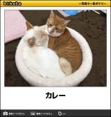 【お知らせ】