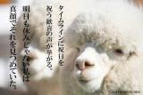 [お題]from:してぃぼーいずさん