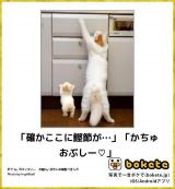 【お知らせ】