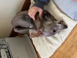 お久しぶりですー