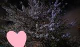 夜の桜