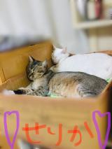 こんにちは(*‘ω‘ *)