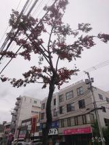 まりあ、花