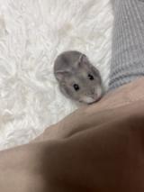 小動物って可愛いなぁ